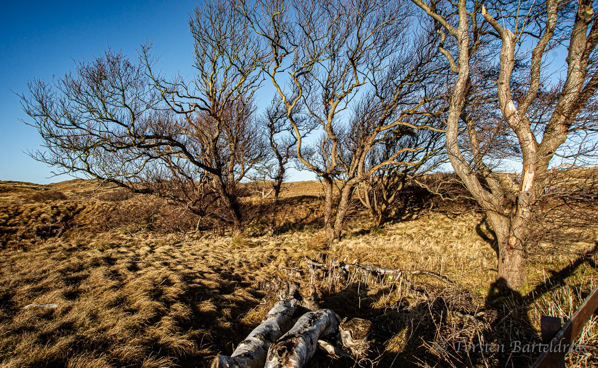 alte Birken in den Dünen norderney