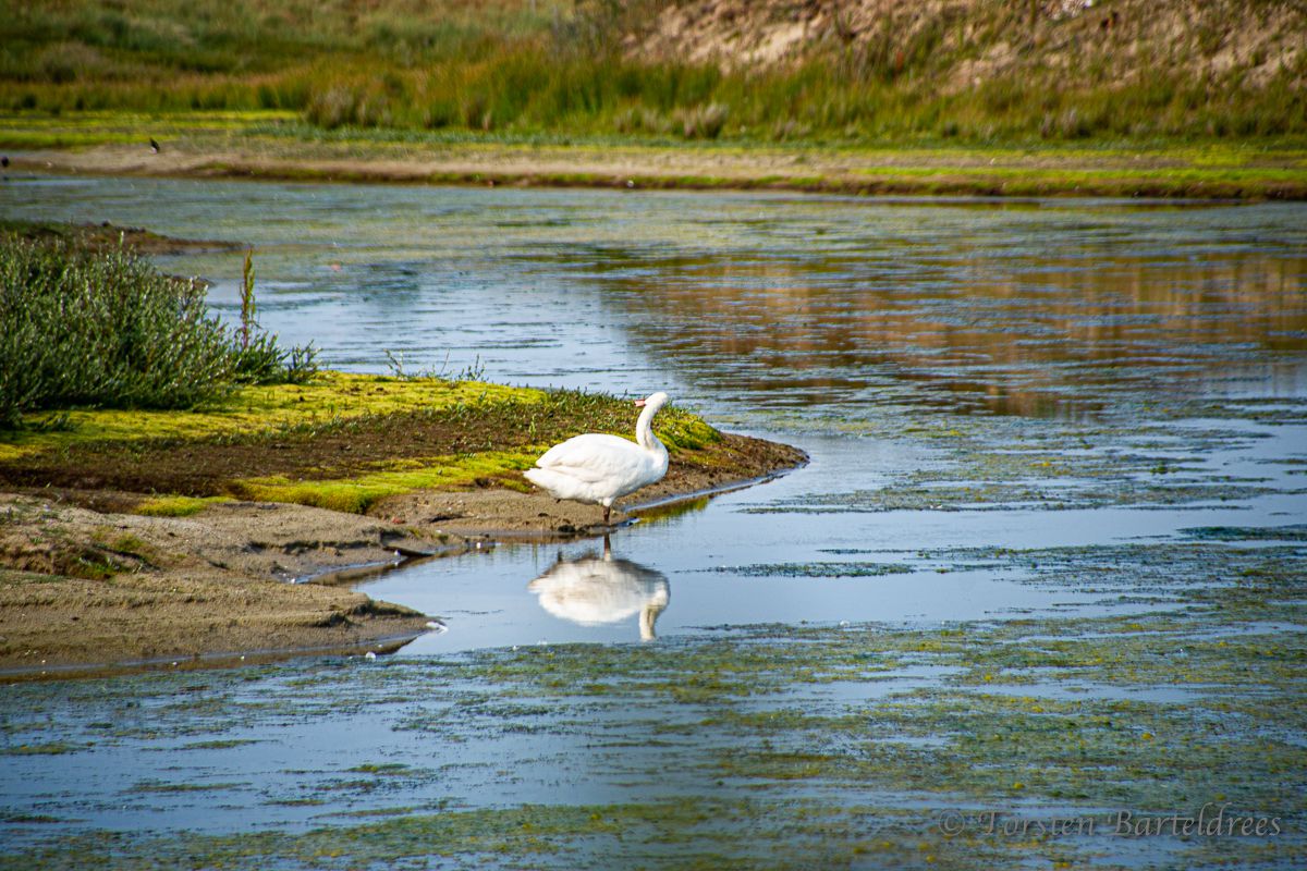 Dünensee mit Schwan auf Norderney
