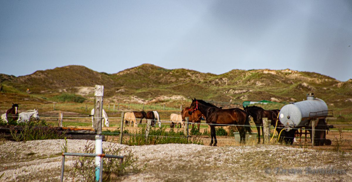 Pferde auf der Koppel an der Meierei Norderney