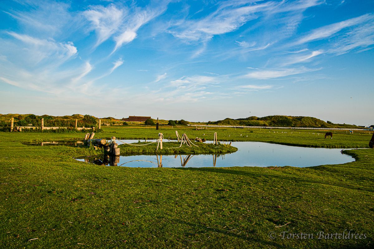 Pferdekoppel an der Meierei Norderney 